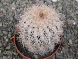 Echinocereus reichenbachii albispinus x baileyi pot 6,5 cm - 12410770