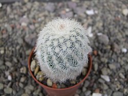 Echinocereus reichenbachii albispinus x baileyi pot 5,5 cm