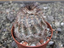 Echinocereus X purpureus, květináč 5,5 cm
