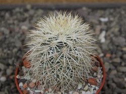 Echinocereus dasyacanthus Brewster pot 5,5 cm