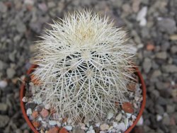 Echinocereus dasyacanthus Brewster pot 5,5 cm - 12410802