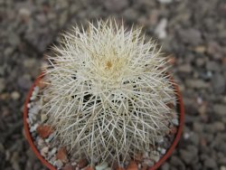 Echinocereus dasyacanthus Brewster pot 5,5 cm - 12410804
