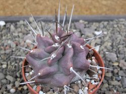 Echinocereus triglochidiatus HK 374 Rio Puerco, Sandoval Co. NM  květináč 6,5 cm