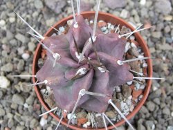Echinocereus triglochidiatus HK 374 Rio Puerco, Sandoval Co. NM  květináč 6,5 cm - 12410807