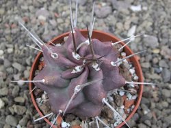 Echinocereus triglochidiatus HK 374 Rio Puerco, Sandoval Co. NM  květináč 6,5 cm - 12410808