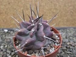 Echinocereus triglochidiatus HK 374 Rio Puerco, Sandoval Co. NM  květináč 6,5 cm - 12410809