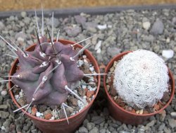 Echinocereus triglochidiatus HK 374 Rio Puerco, Sandoval Co. NM  květináč 6,5 cm - 12410811