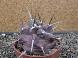 Echinocereus triglochidiatus HK 374 Rio Puerco, Sandoval Co. NM  květináč 6,5 cm - 12410814