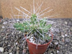 Maihuenia ovata, květináč 5,5 cm - 12410826