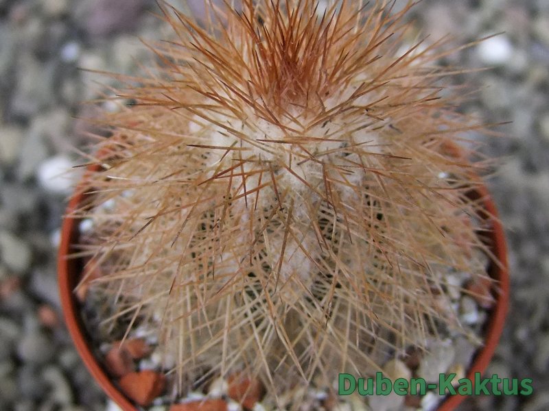 Echinocereus baileyi DJF 1327 Medicine Park, pot 5,5 cm