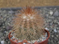 Echinocereus baileyi DJF 1327 Medicine Park, pot 5,5 cm - 12410832