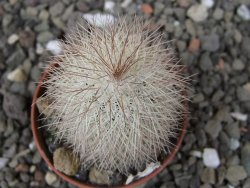 Echinocereus baileyi DJF 1327 Medicine Park, pot 5,5 cm - 12410835