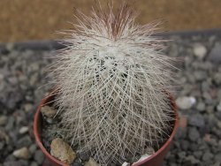 Echinocereus baileyi DJF 1327 Medicine Park, pot 5,5 cm - 12410836