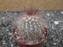 Echinocereus baileyi DJF 1327 Medicine Park, pot 5,5 cm - 12410837