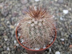 Echinocereus baileyi DJF 1327 Medicine Park, pot 5,5 cm