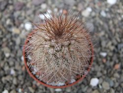 Echinocereus baileyi DJF 1327 Medicine Park, pot 5,5 cm - 12410839