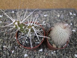 Tephrocactus darwinii Churiaca Neuguin XL pot 6,5 cm - 12410843