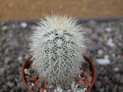 Echinocereus dasyacanthus Brewster pot 5,5 cm