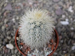 Echinocereus dasyacanthus Brewster pot 5,5 cm - 12410850