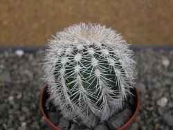 Echinocereus reichenbachii albispinus x baileyi pot 6,5 cm