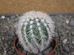 Echinocereus reichenbachii albispinus x baileyi pot 6,5 cm - 12410853