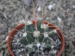 Ferobergia semenáč, pot 5,5 cm - 12410858