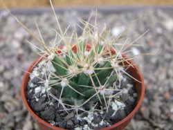 Ferobergia semenáč, pot 5,5 cm - 12410861