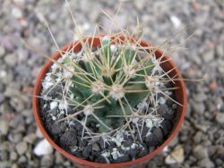 Ferobergia semenáč, pot 5,5 cm - 12410862