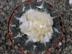 Ariocarpus fissuratus intermedius SB, XL pot 8 cm - 12410864