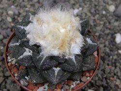 Ariocarpus fissuratus intermedius SB, XL pot 8 cm - 12410866