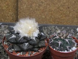 Ariocarpus fissuratus intermedius SB, XL pot 8 cm - 12410869