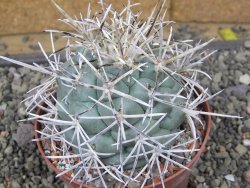 Coryphantha poselgeriana valida El Hundido květináč 10 cm - 12410888