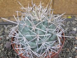 Coryphantha poselgeriana valida El Hundido květináč 10 cm - 12410890