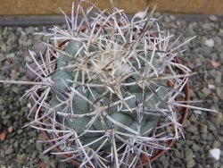 Coryphantha poselgeriana valida El Hundido květináč 10 cm - 12410891