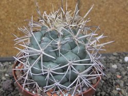 Coryphantha poselgeriana valida El Hundido květináč 10 cm - 12410893