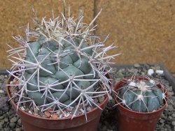 Coryphantha poselgeriana valida El Hundido květináč 10 cm - 12410894