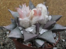 Ariocarpus retusus 9 cm cites IA - 12410900