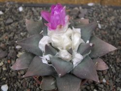 Ariocarpus confusus PP 420 Aramberi NL květináč 8,5 cm Cites IA - 12410913