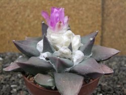 Ariocarpus confusus PP 420 Aramberi NL květináč 8,5 cm Cites IA - 12410914