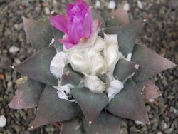 Ariocarpus confusus PP 420 Aramberi NL květináč 8,5 cm Cites IA - 12410916