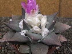 Ariocarpus confusus PP 420 Aramberi NL květináč 8,5 cm Cites IA - 12410917