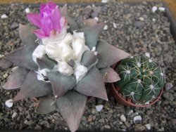 Ariocarpus confusus PP 420 Aramberi NL květináč 8,5 cm Cites IA - 12410919