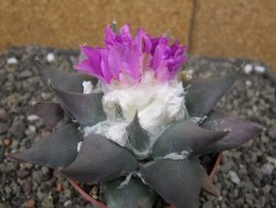 Ariocarpus confusus PP 420 Aramberi NL květináč 8,5 cm Cites IA - 12410920