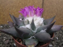 Ariocarpus confusus PP 420 Aramberi NL květináč 8,5 cm Cites IA - 12410922