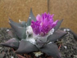 Ariocarpus confusus PP 420 Aramberi NL květináč 8,5 cm Cites IA - 12410923