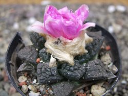 Ariocarpus fissuratus, pot 5,5 cm Cites IA