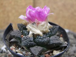 Ariocarpus fissuratus, pot 5,5 cm Cites IA - 12410929