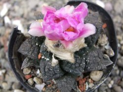 Ariocarpus fissuratus, pot 5,5 cm Cites IA - 12410930