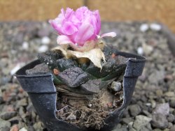 Ariocarpus fissuratus, pot 5,5 cm Cites IA - 12410931