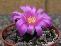 Ariocarpus bravoanus El Ňuňez pot 5,5 cm - 12410933